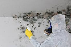 Trusted Linda, CA Mold Removal Experts